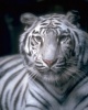  White_Tiger